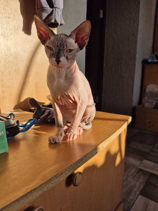 Сфінкс дівчинка 5400