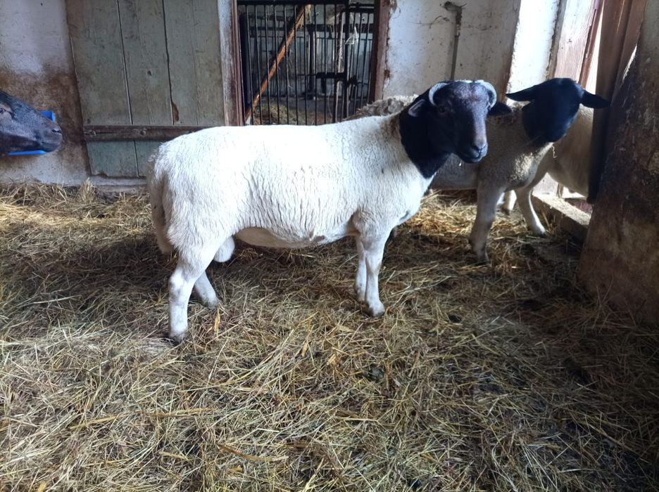 Tryk baran Dorper - Kamerun - 9 miesięcy - piękna budowa !!!