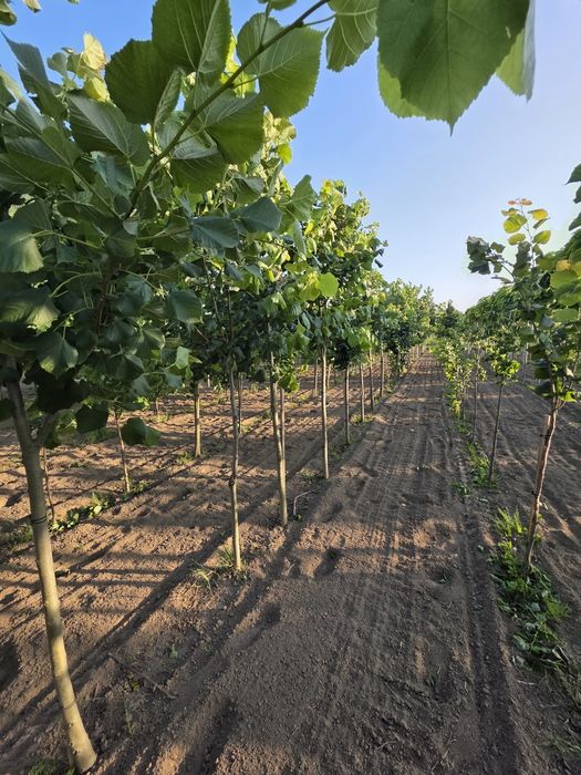 Lipa drobnolistna donica goły korzeń. Hurt detal
