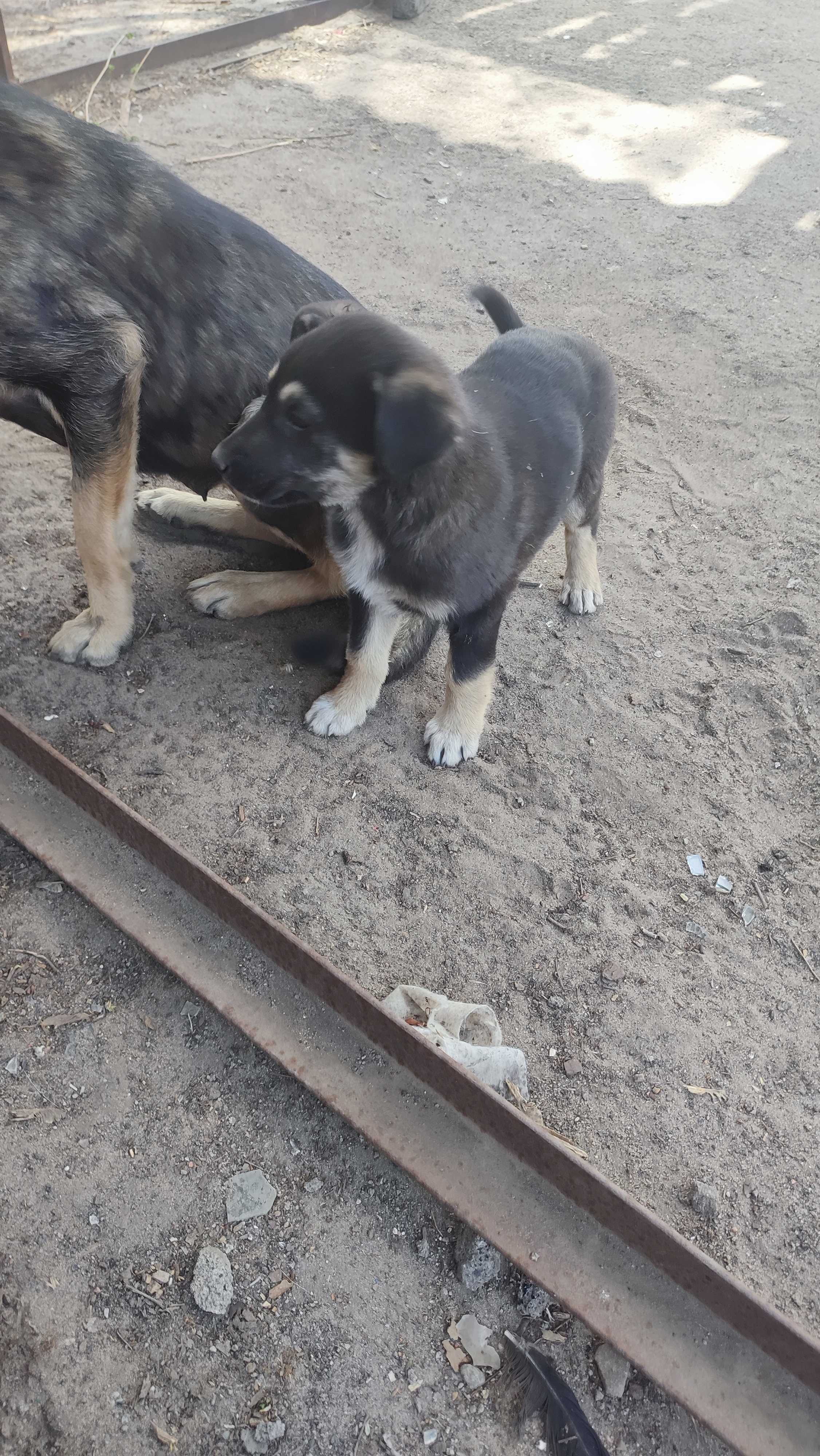 Віддам щенят у добрі руки.