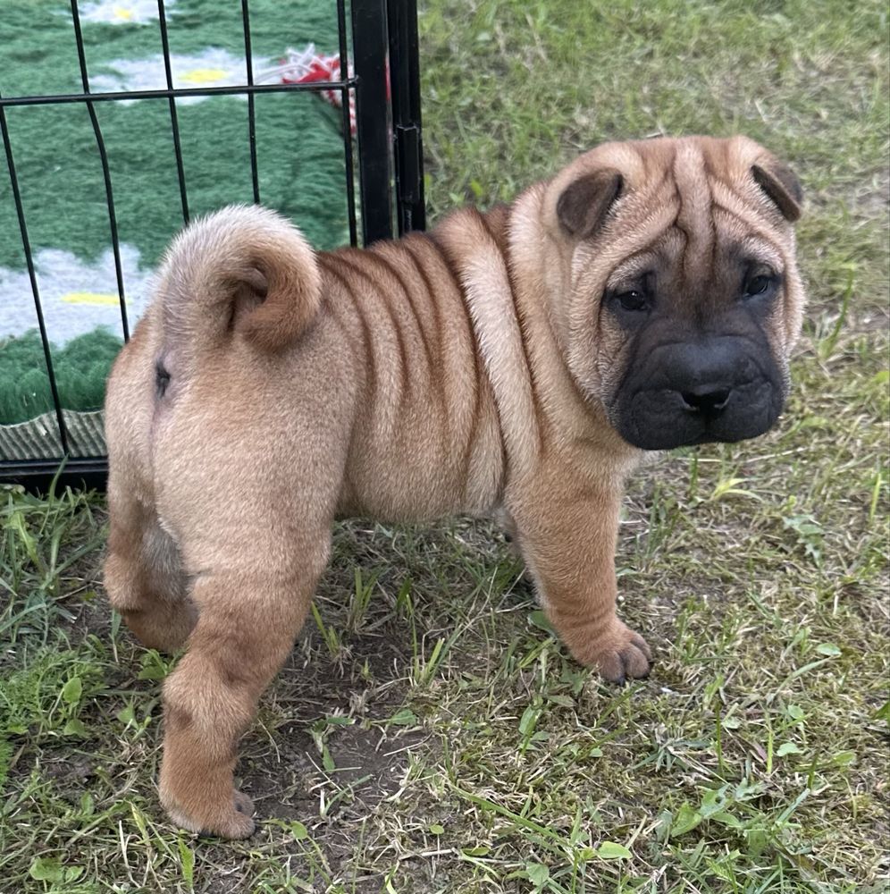 Shar pei wystawowe i nie tylko, z Rodowodem FCI