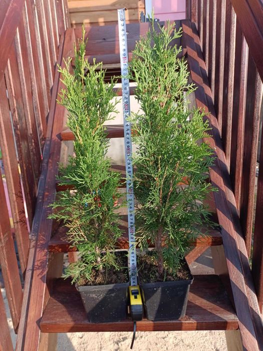 Tuja szmaragd 50 cm - 70 cm wysokości