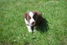 Border collie szczenię - piesek
