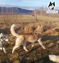 Siberian Husky 2 letni samiec  z rodowodem ZKwP/FCI