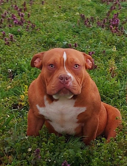 American Bully Samiec