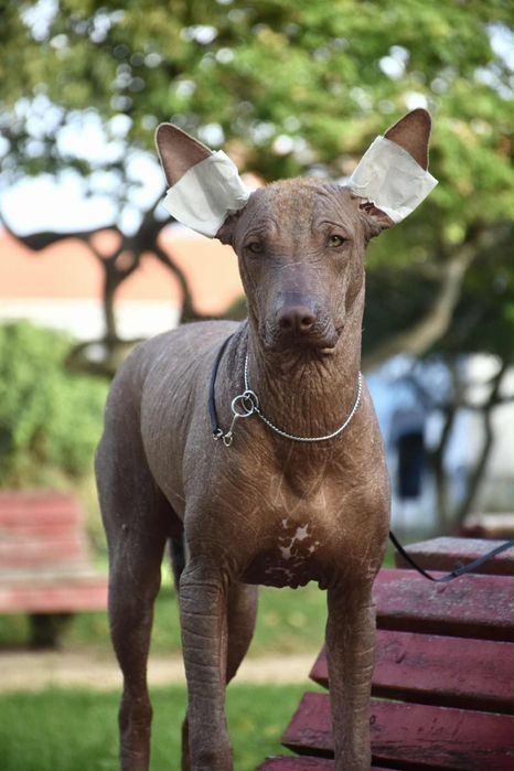Xoloiztcuintle Standart - Variedade sem pelo