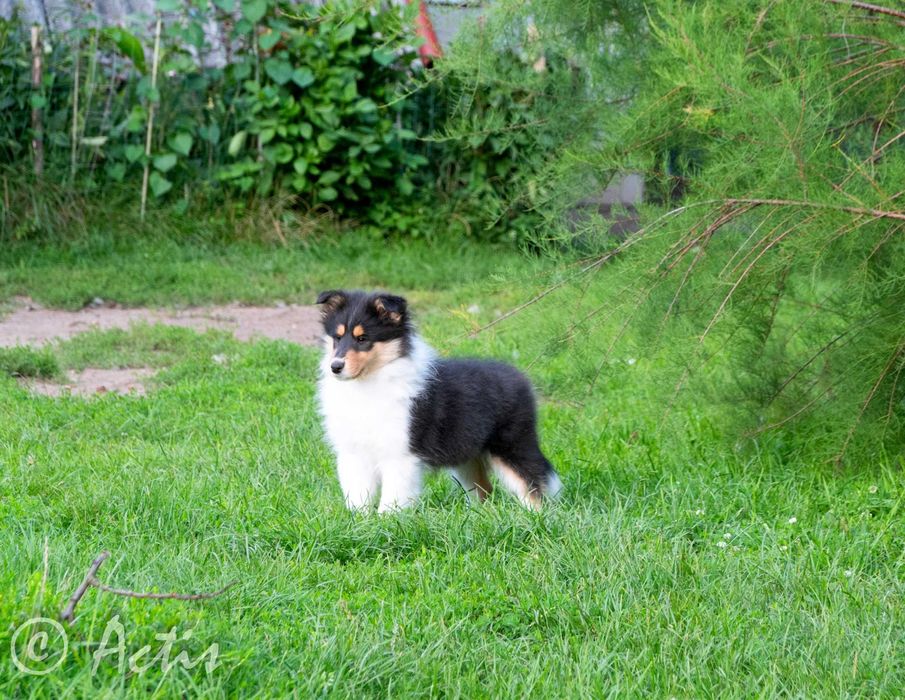 COLLIE Owczarek Szkocki długowłosy szczeniak rodowodem po Championach