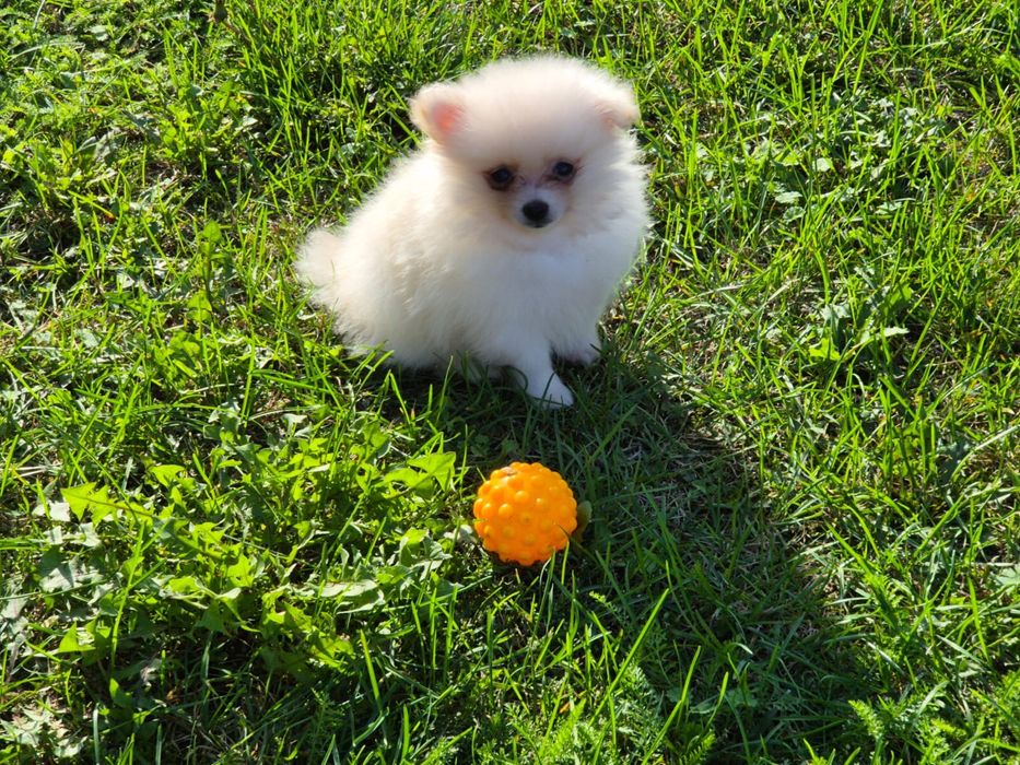 Szpic miniaturowy pomeranian - biały piesek