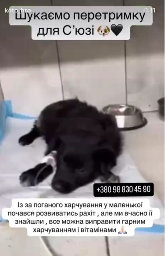 НЕГАЙНО!!! Потрібна перетримка для С'юзі!