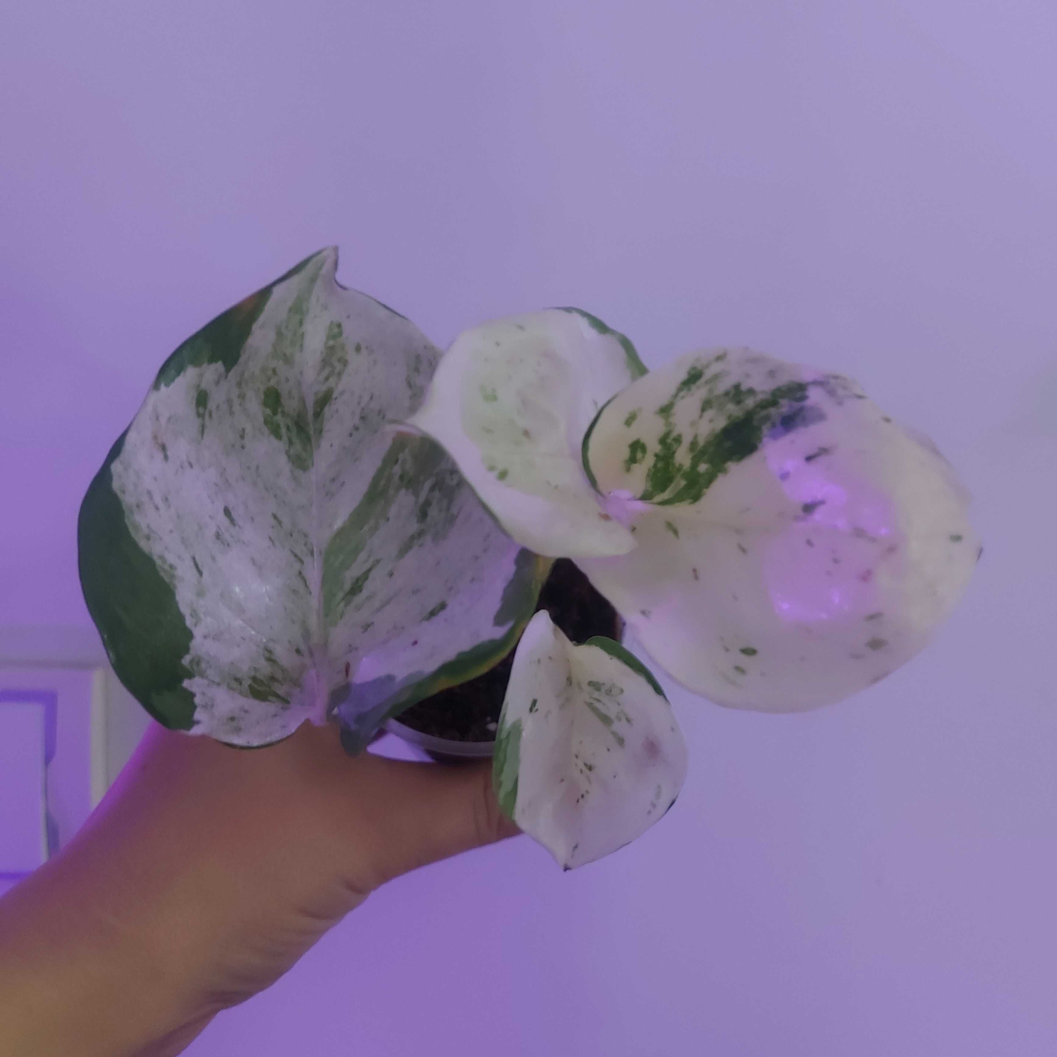 Epipremnum epipremnum