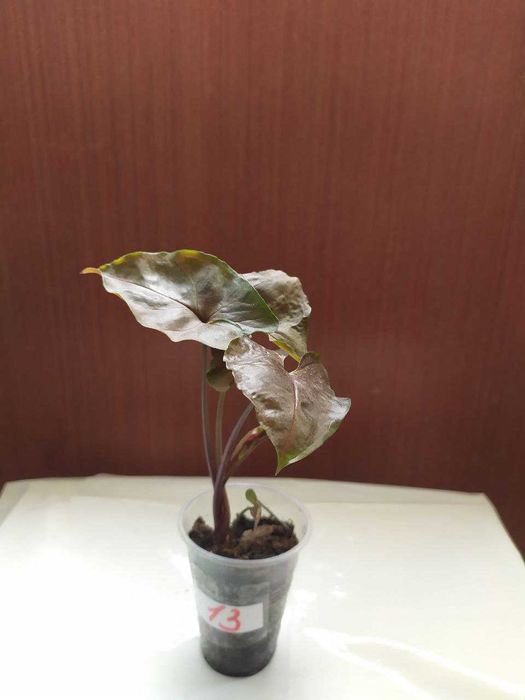 Сингониум white butterfly