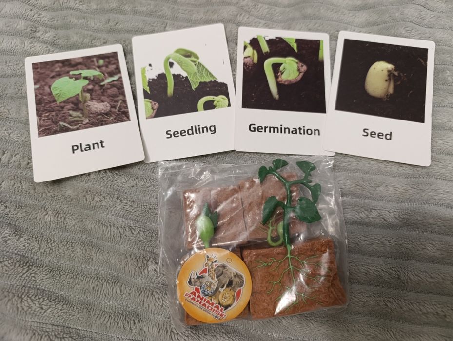 Набір навчальний "Цикл росту рослини"