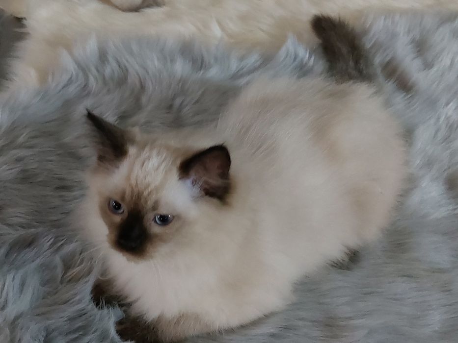 Kocurek CYRIL Ragdoll FPL/ FIFE