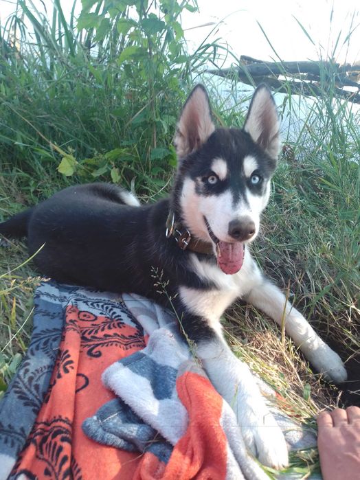 Хаскі для в'язки