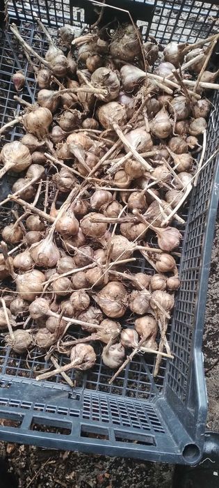 Ziemniaki jadalne IGNACY z certyfikatem eko