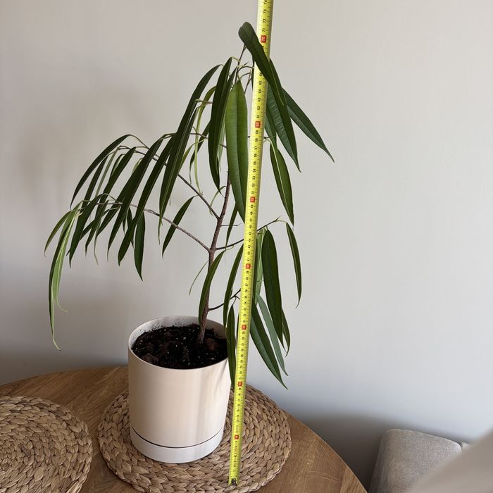 Fikus Wierzbolistny (Ficus binnendijkii 'Alii')