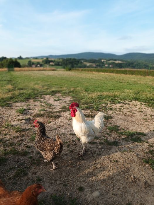 Sprzedam koguta leghorn