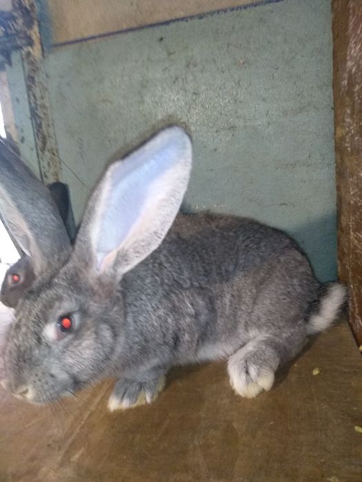 кролики породы советская шиншилла , в продаже самцы и самки.