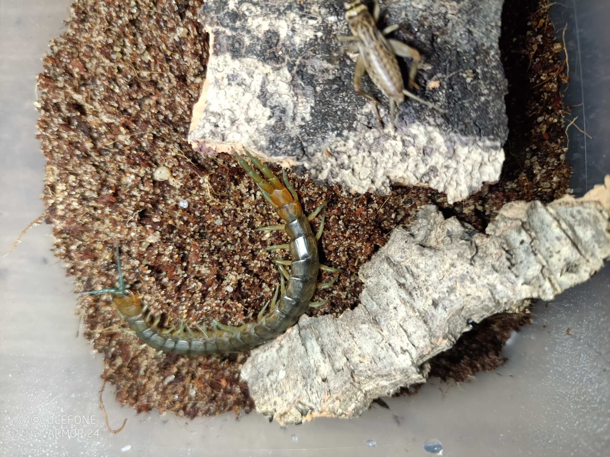Skolopendra cingulata dla początkujących piękna, wysyłka GRATIS!