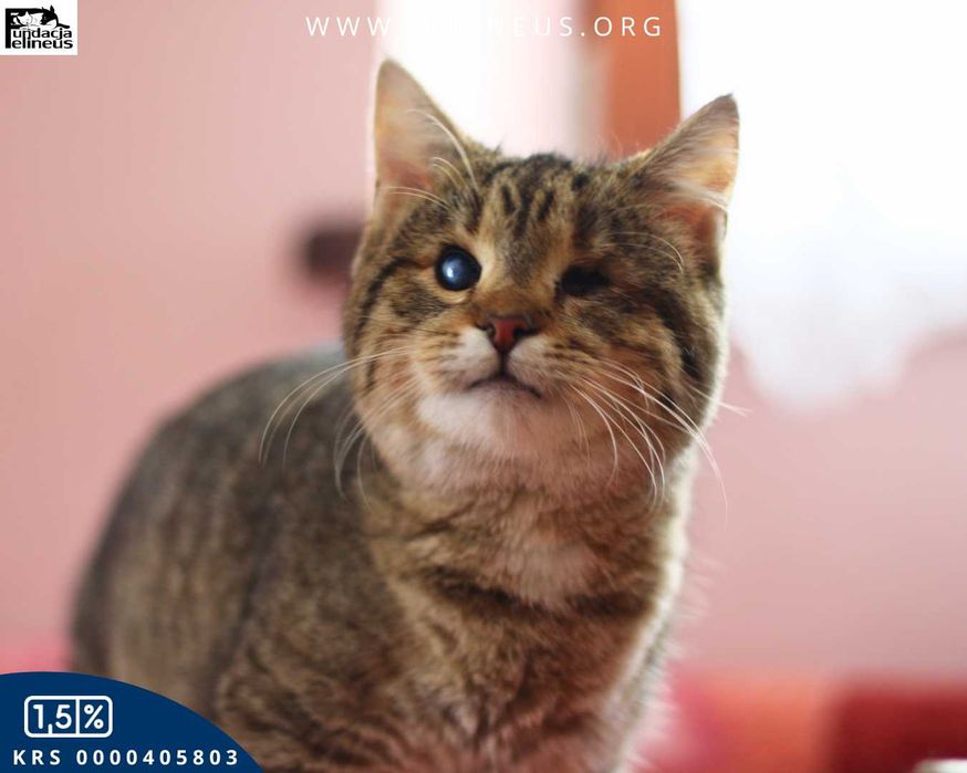 Kotka, która patrzy sercem szuka kochającego domu