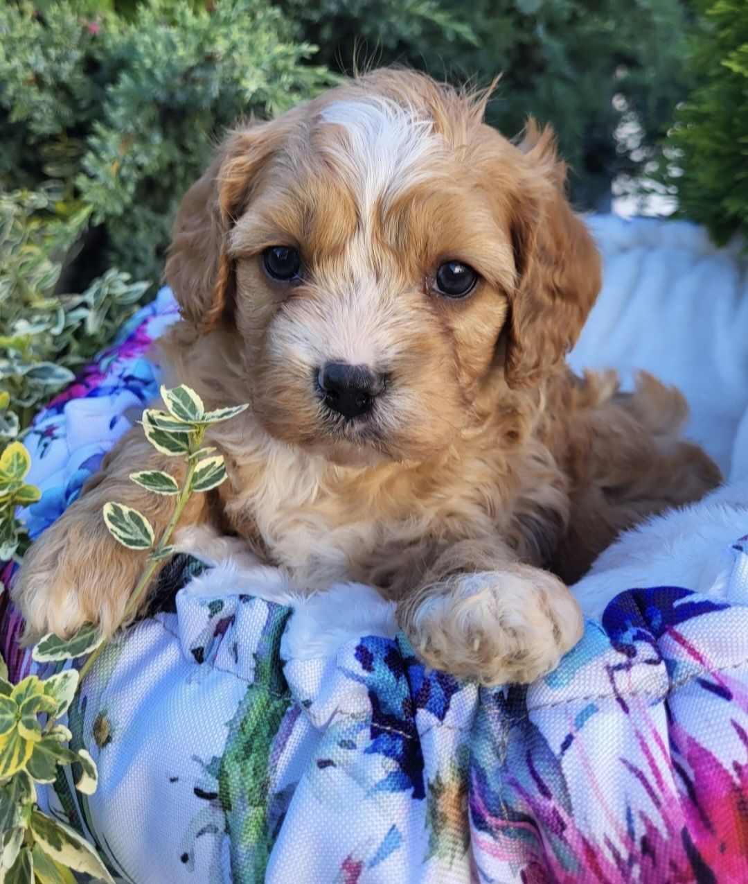 Cavapoo Samczyk hybryda ras