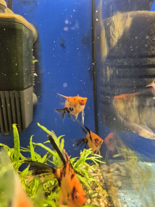 Skalar Red Dedevil Kraków (Swoszowice)