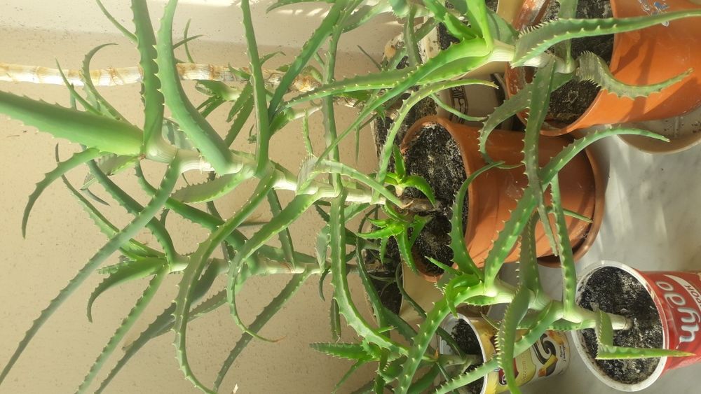 Алое на лекарство