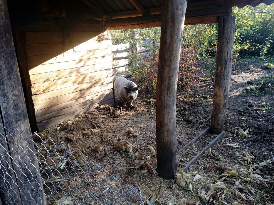 Продам свині без ГМО