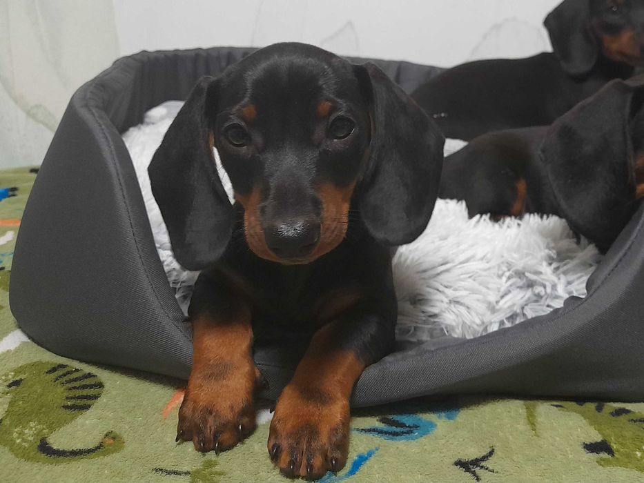 Jamnik krotkowlosy suczka