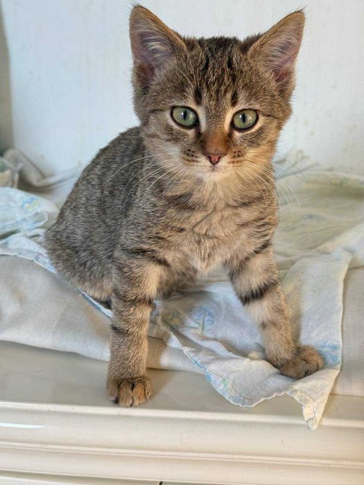 найніжніше та найсміливіше кошеня,киця 2 місяці дуже потішна