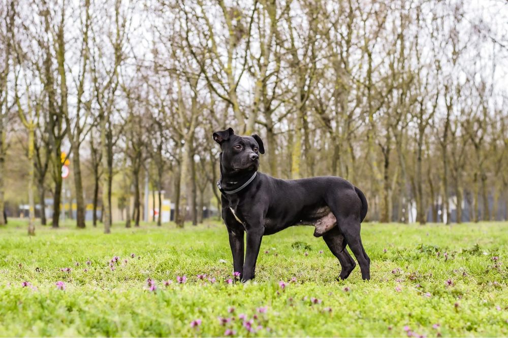 Scooby-pies w typie rasy czeka na stabilny i wyrozumialy dom-adopcja