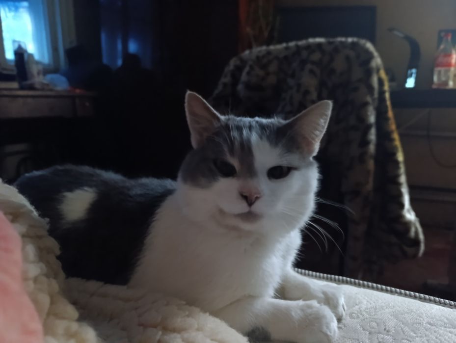 Кіт в добрі руки Кот білий з сірим