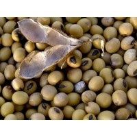 Продам сою не гмо екологічно чиста 100 кг