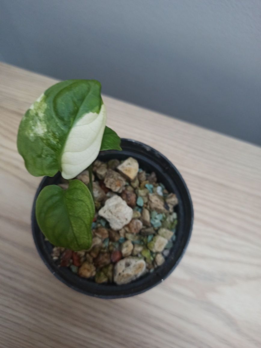 Monstera adansonii variegata