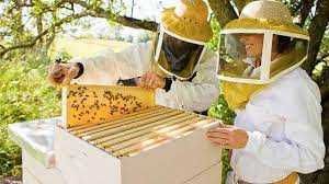 Продажа бджолосім'ї