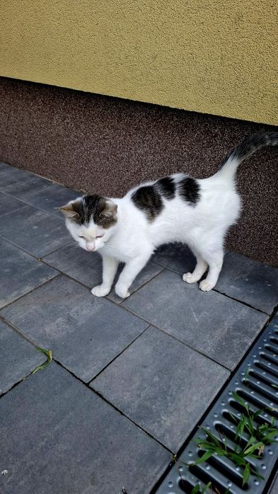 Oddam kota (samca) w dobre ręce