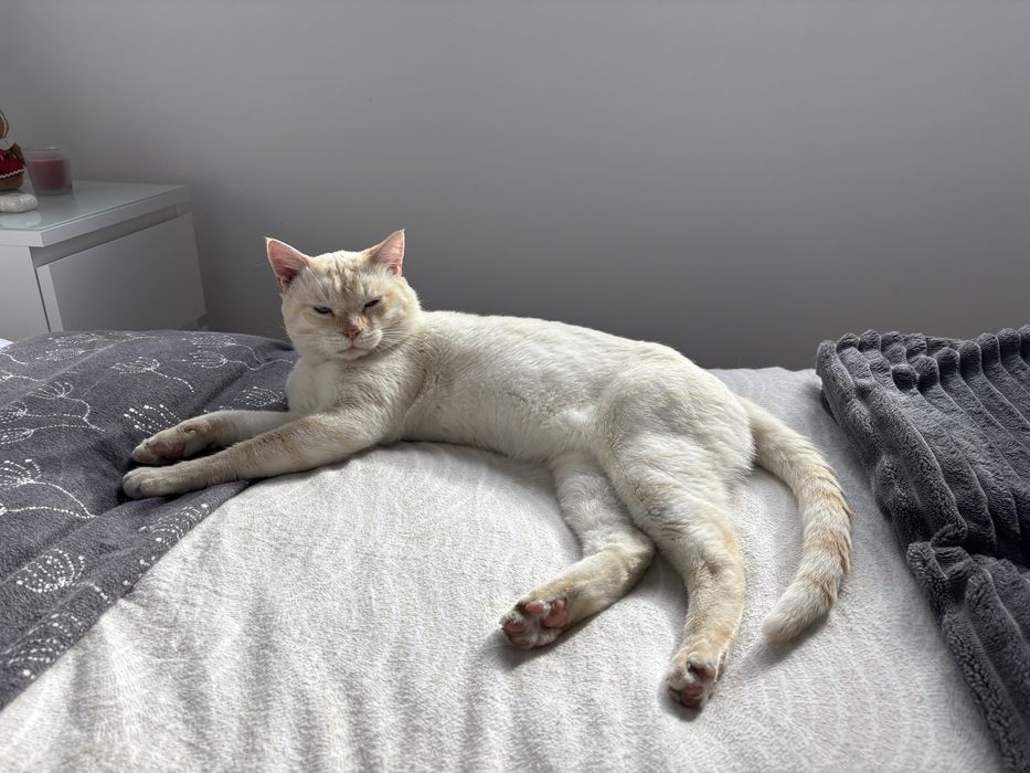 Gatinho para adoção