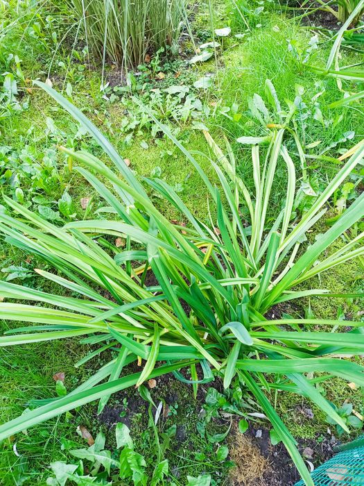 Liliowiec pomaranczowy