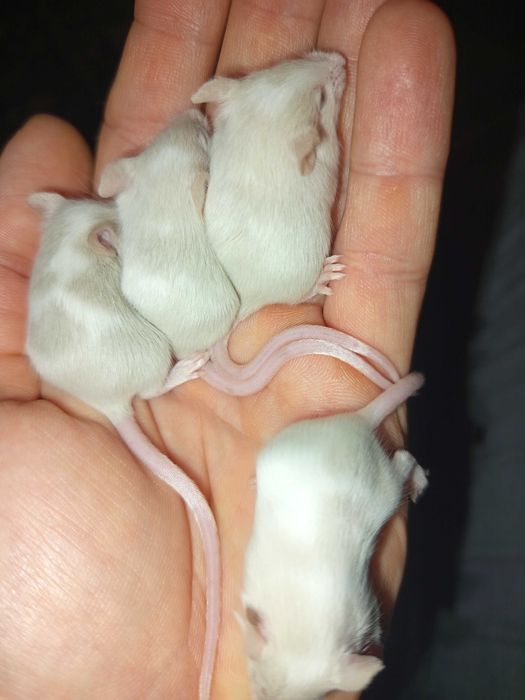 Myszy, myszki hodowlane siedlce