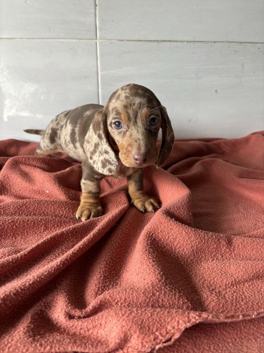 Teckel macho miniatura