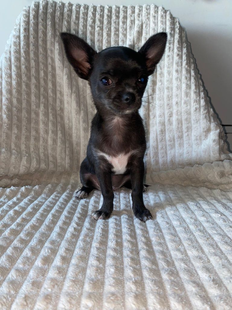 Chihuahuas fêmea