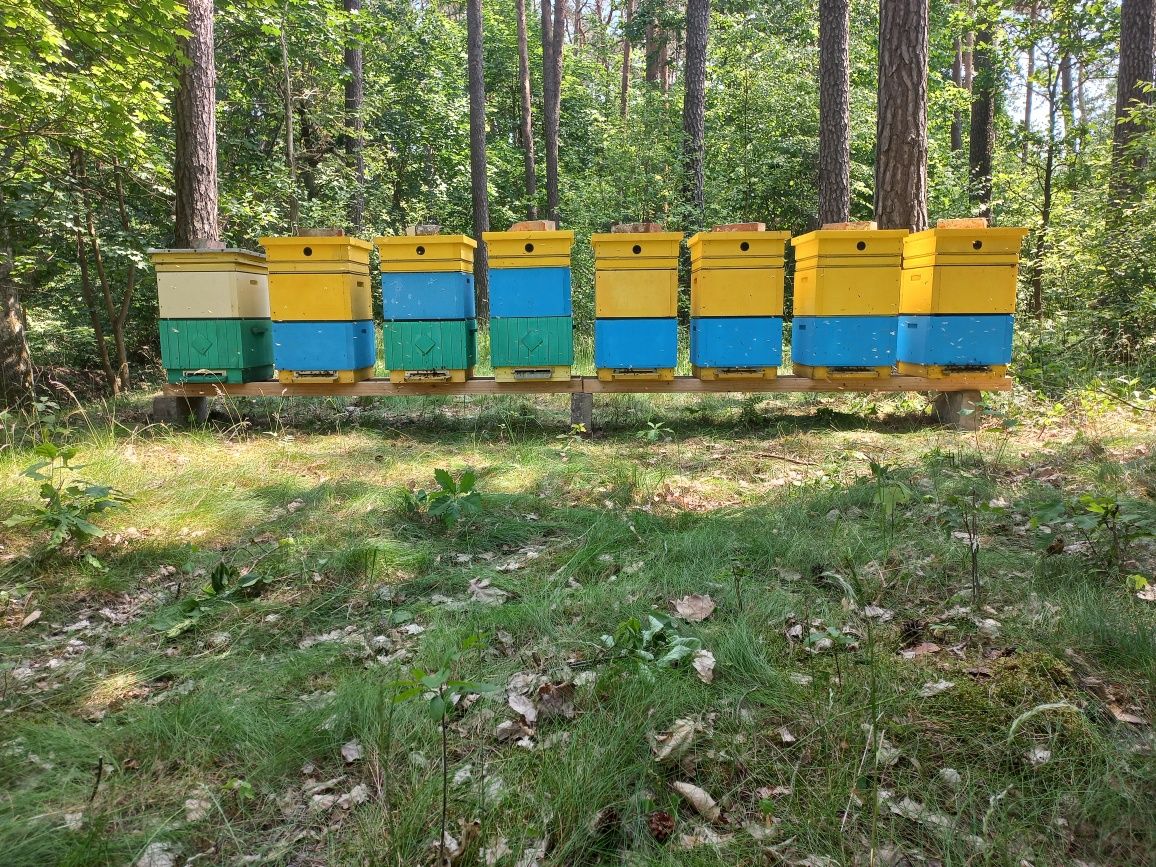 Odkłady pszczele,rodziny pszczele,ule na ramce Wielkopolskiej.