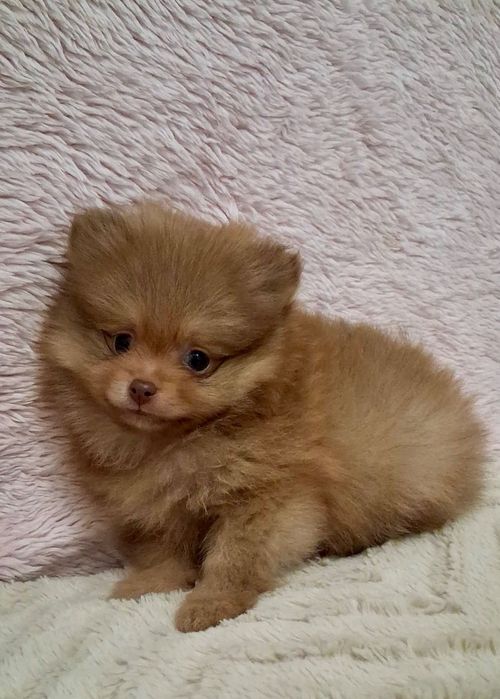 Lulu da Pomerânia Mini Olhos verdes