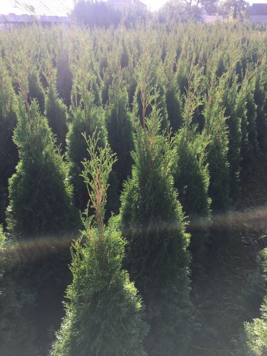 Tuje Szmaragd 1,6-1,8m