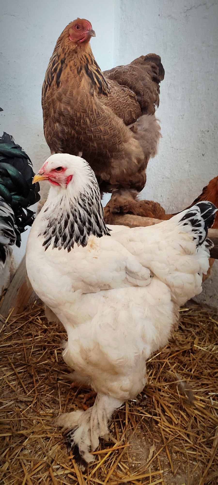 Sprzedam jaja lęgowe Brahma
