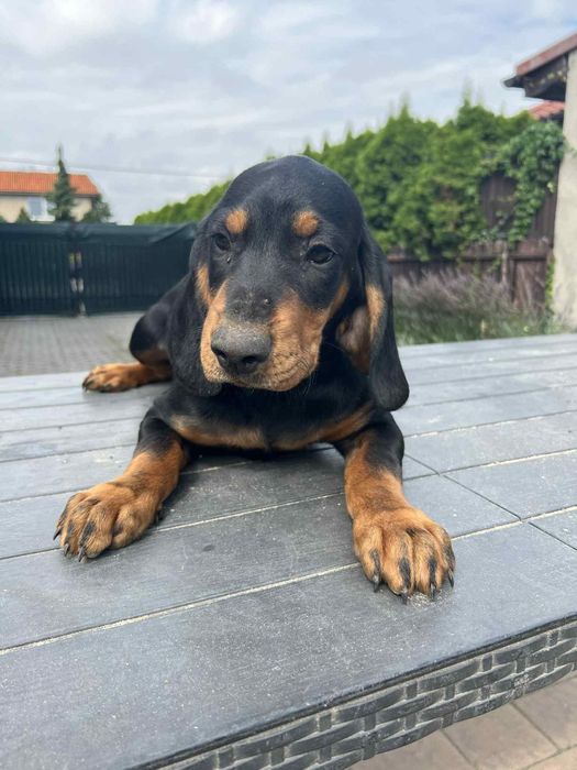 Szczeniak Gonczy Słowacki