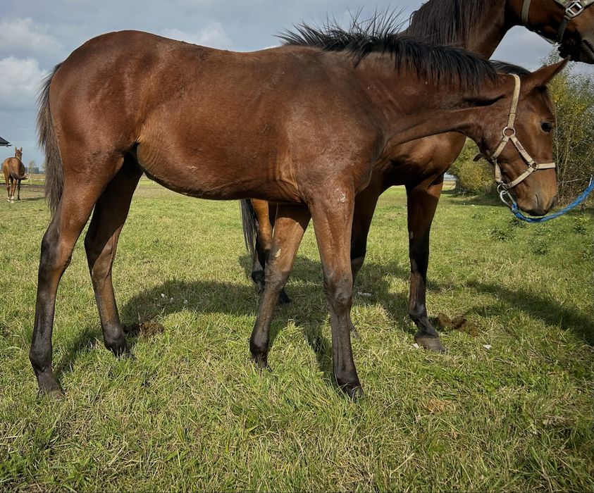 Odsadek - klaczka HATICE HZ
