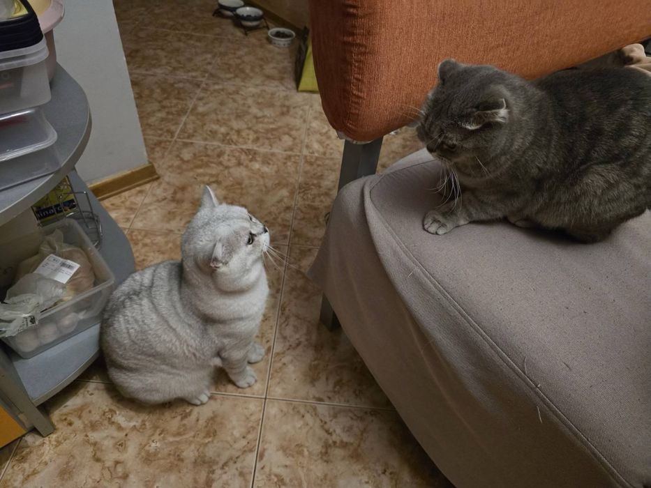 Scottish Fold and Scottish Straight
