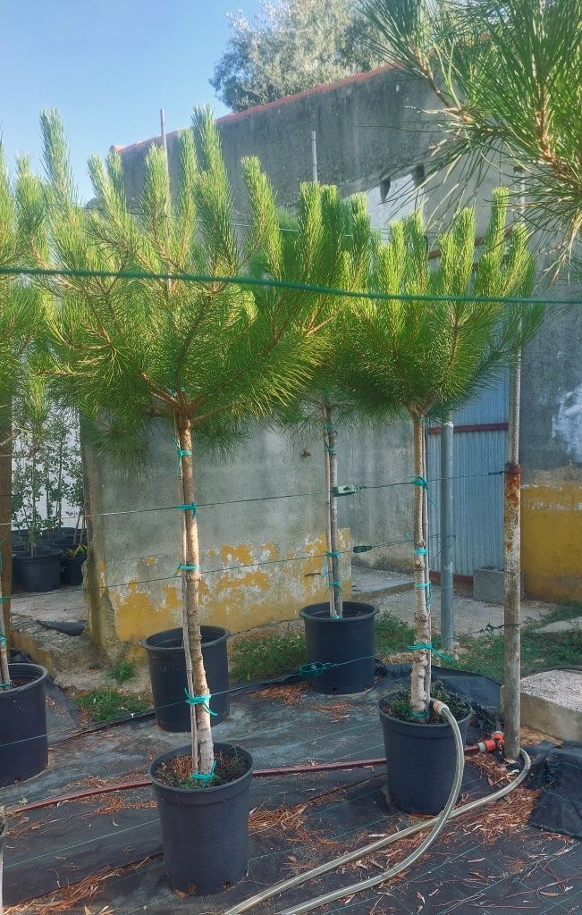 Lote 50 pinheiros mansos 1.30/1.50 Entrega incluída