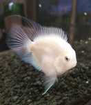 Papagaio anão albino crias 1€